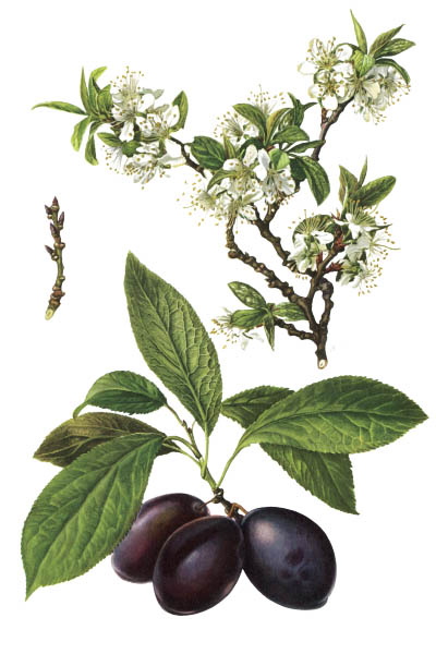 Слива домашняя / Prunus domestica / European plum