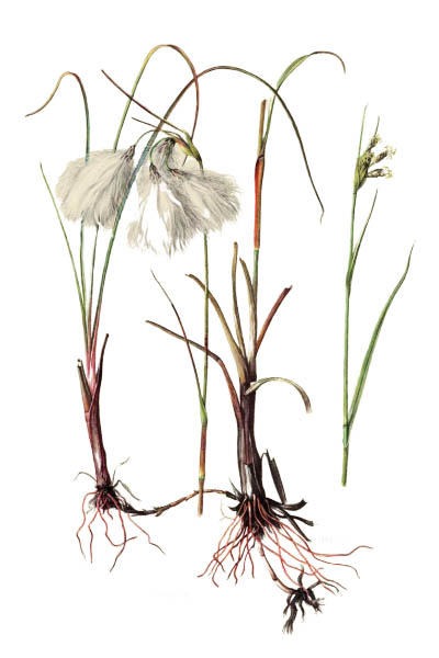 Пушица узколистная / Eriophorum angustifolium / Common cottongrass, common cottonsedge