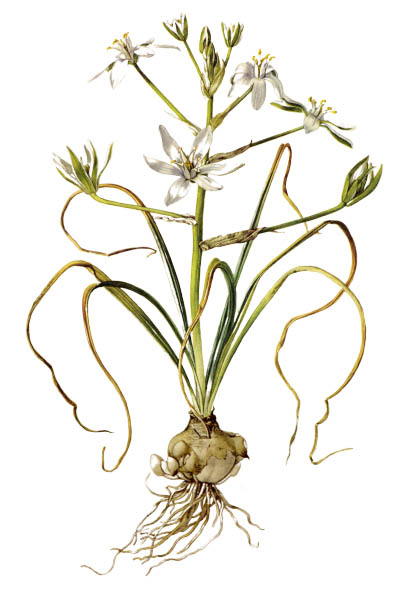 Птицемлечник / Ornithogalum umbellatum / Garden star-of-Bethlehem, grass lily, nap-at-noon, eleven-o'clock lady