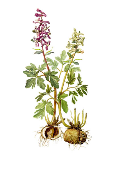 Corydalis cava / Corydalis cava / Хохлатка полая