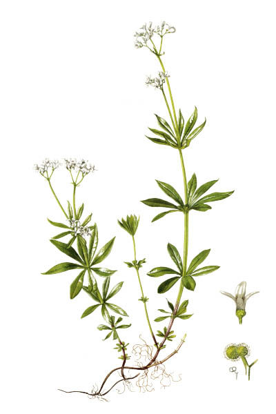 Galium odoratum / Sweetscented bedstraw / Подмаренник душистый