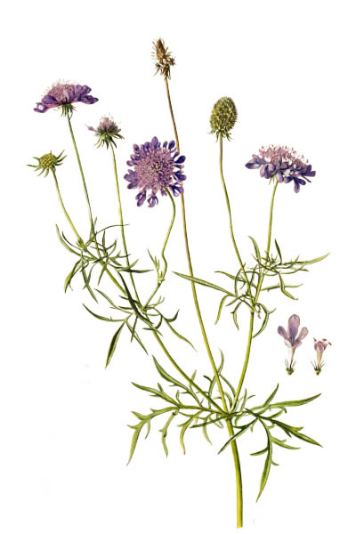 Скабиоза голубиная / Scabiosa columbaria / Pigeon scabious, pincushion flower