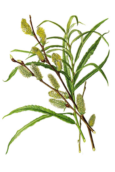 Ива прутовидная / Salix viminalis / Атлас цветущих растений
