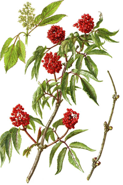 Sambucus racemosa / Red elderberry, red-berried elder / Бузина красная