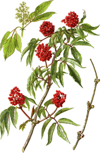 Бузина красная / Sambucus racemosa / Red elderberry, red-berried elder