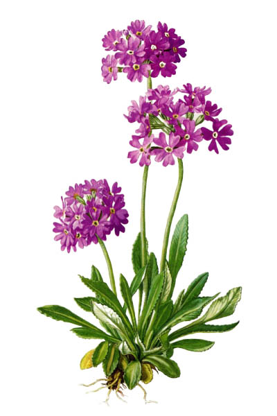 Первоцвет мучнистый / Primula farinosa / Bird's-eye primrose