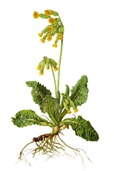 Первоцвет весенний / Primula veris / Cowslip, common cowslip, cowslip primrose