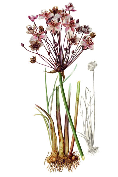 Butomus umbellatus / Flowering rush, grass rush / Сусак зонтичный