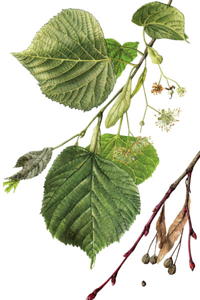 Липа крупнолистная / Tilia platyphyllos / Large-leaved lime, large-leaved linden