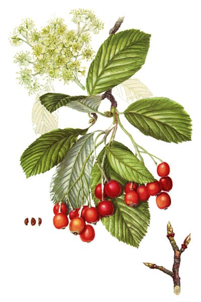 Рябина круглолистная / Sorbus aria / Whitebeam, common whitebeam