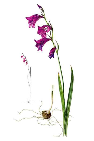 Gladiolus palustris / Marsh gladiolus, sword lily / Шпажник болотный