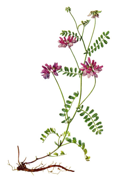 Секироплодник пёстрый / Securigera varia / Crownvetch, purple crown vetch