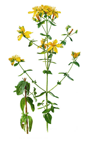 Hypericum perforatum / Common Saint John's wort, St John's wort / Зверобой продырявленный