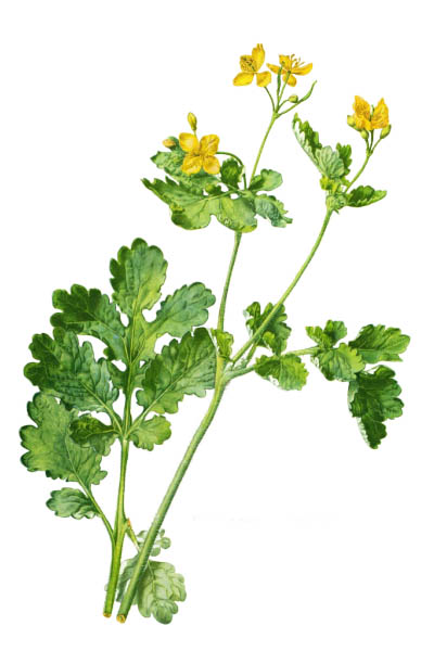 Chelidonium majus / Greater celandine, nipplewort, swallowwort, tetterwort / Чистотел большой