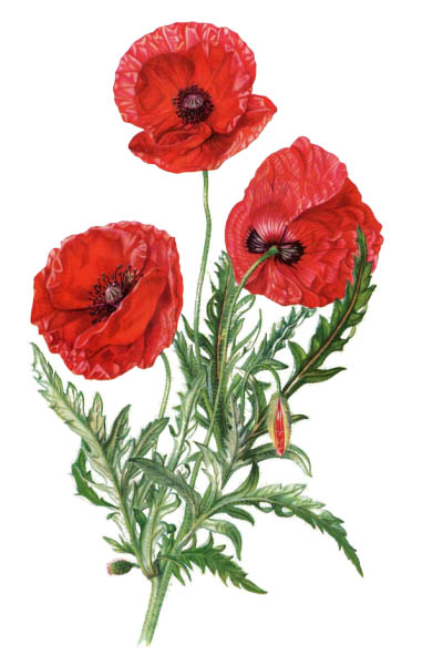 Papaver rhoeas / Common poppy, corn poppy, corn rose, field poppy, Flanders poppy, red poppy / Мак самосейка