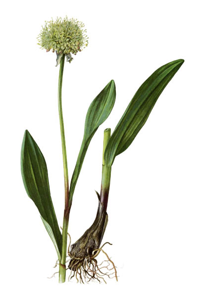 Allium victorialis / Victory onion, Alpine leek, Alpine broad-leaf allium / Лук победоносный