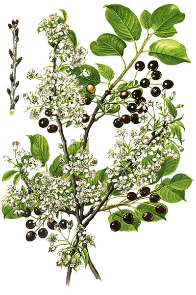 Prunus mahaleb / Mahaleb cherry, St Lucie cherry / Антипка
