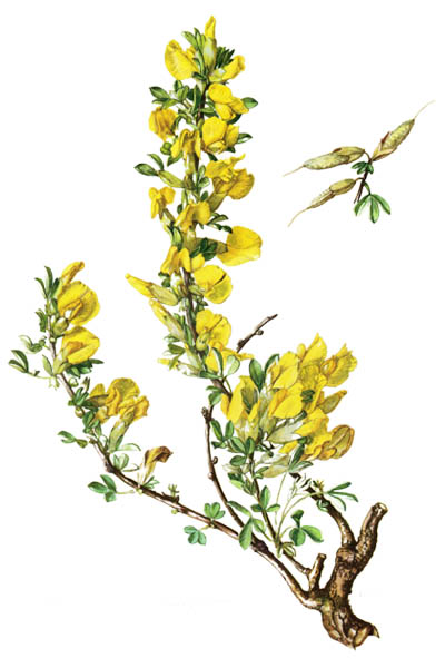 Chamaecytisus ratisbonensis / Milk trefoil / Ракитник русский