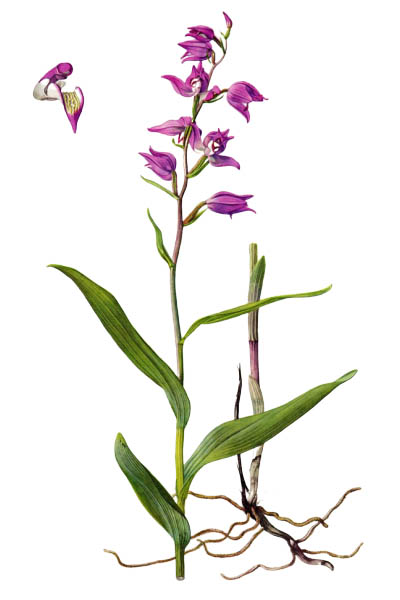 Cephalanthera rubra / Red helleborine / Пыльцеголовник красный