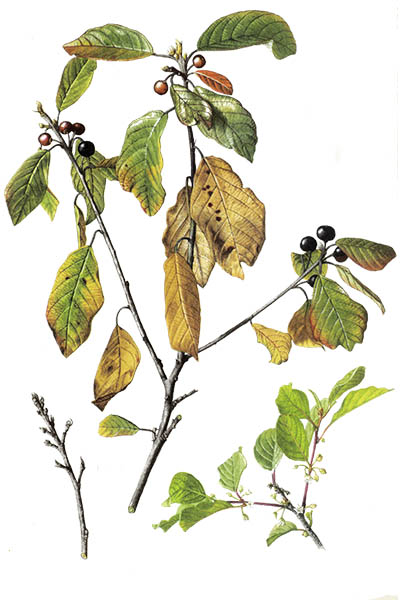 Rhamnus frangula / Alder buckthorn, glossy buckthorn, breaking buckthorn / Крушина ломкая