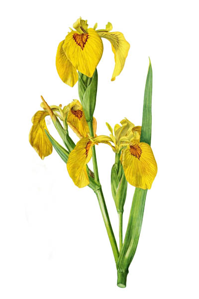 Iris pseudacorus / Yellow flag, yellow iris, water flag / Ирис ложноаировый