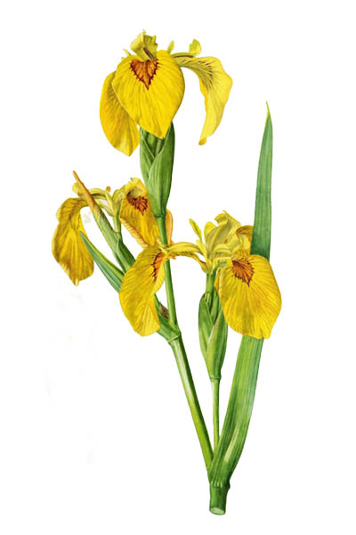 Ирис ложноаировый / Iris pseudacorus / Yellow flag, yellow iris, water flag