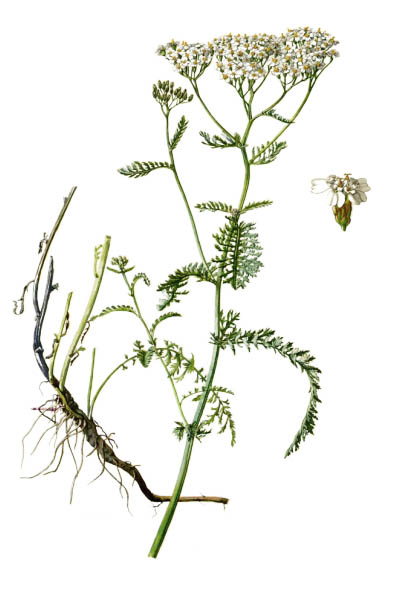 Тысячелистник обыкновенный / Achillea millefolium / Yarrow, common yarrow