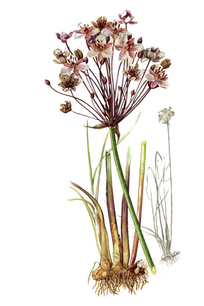Butomus umbellatus / Flowering rush, grass rush / Сусак зонтичный