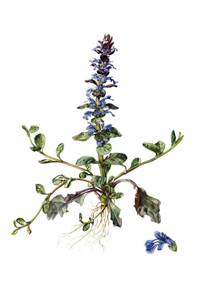 Ajuga reptans / Bugle, blue bugle, bugleherb, bugleweed, carpetweed, carpet bugleweed, common bugle / Живучка ползучая