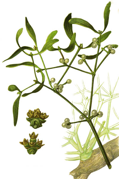 Омела белая / Viscum album / European mistletoe, common mistletoe