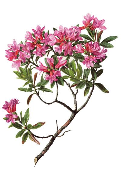 Rhododendron ferrugineum / Alpenrose, snow-rose, rusty-leaved alpenrose / Рододендрон ржавый