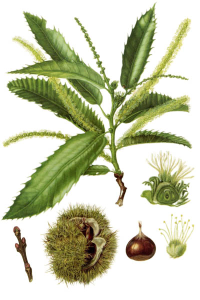 Каштан посевной / Castanea sativa / Sweet chestnut