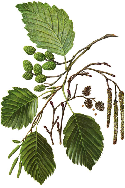 Ольха серая / Alnus incana / Grey alder, speckled alder