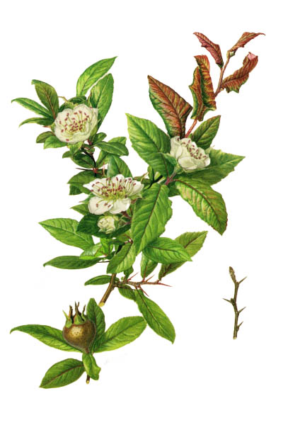 Mespilus germanica / Medlar, common medlar / Мушмула германская