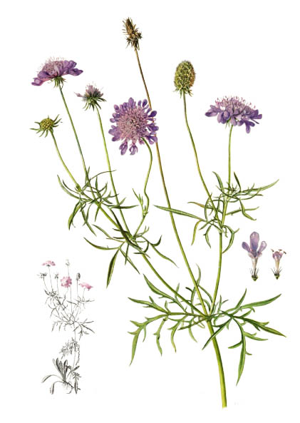 Scabiosa columbaria / Pigeon scabious, pincushion flower / Скабиоза голубиная