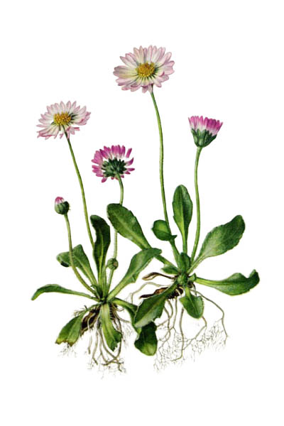 Маргаритка многолетняя / Bellis perennis / Common daisy, lawn daisy, English daisy
