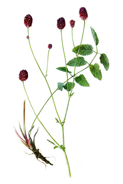 Кровохлёбка лекарственная / Sanguisorba officinalis / Great burnet