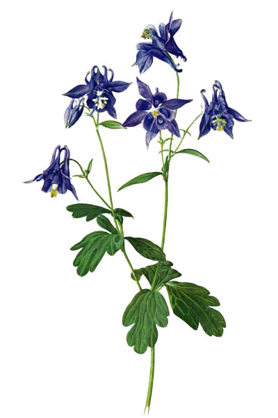 Aquilegia vulgaris / European columbine, common columbine, granny's nightcap, granny's bonnet / Водосбор обыкновенный