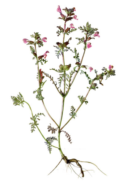 Pedicularis palustris / Marsh lousewort / Мытник болотный
