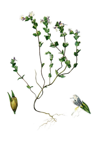 Euphrasia rostkoviana / Eyebright, Eyewort / Очанка лекарственная