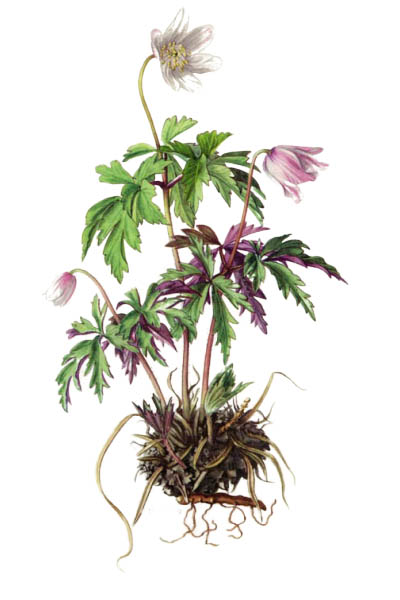 Anemone nemorosa / Wood anemone, windflower, thimbleweed, smell fox / Ветреница дубравная