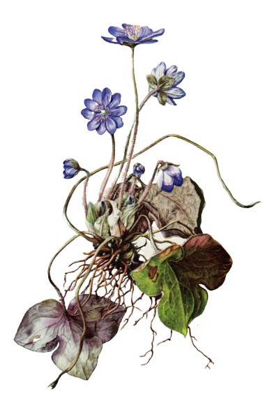 Anemone hepatica / Common hepatica, liverwort, kidneywort, pennywort / Печёночница благородная