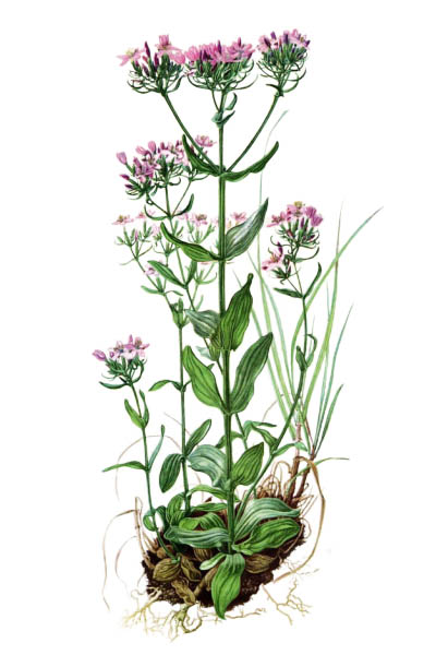 Золототысячник обыкновенный / Centaurium erythraea / Common centaury, European centaury