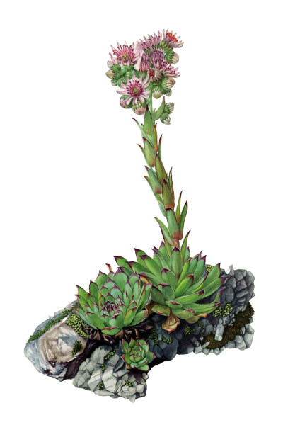 Sempervivum tectorum / Common houseleek / Молодило кровельное