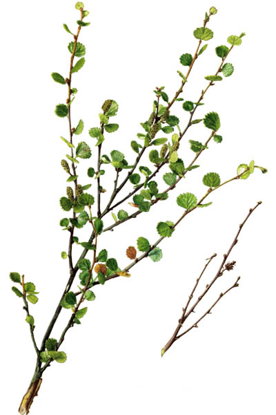 Берёза карликовая / Betula nana / Атлас цветущих растений