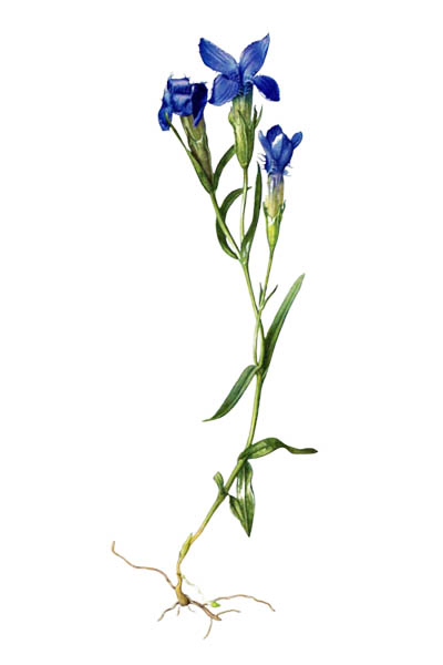 Горечавка крестовидная / Gentiana cruciata / Star gentian, cross gentian