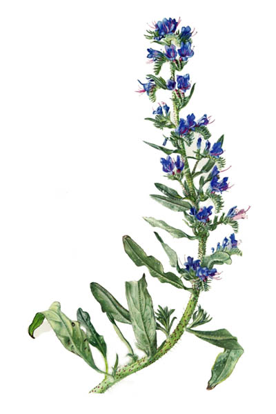 Синяк обыкновенный / Echium vulgare / Viper's bugloss, blueweed