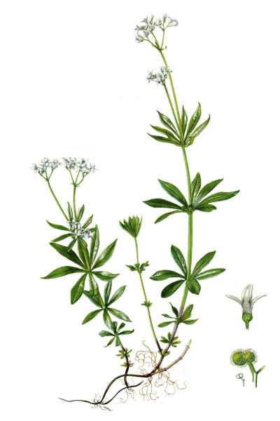 Подмаренник душистый / Galium odoratum / Sweetscented bedstraw