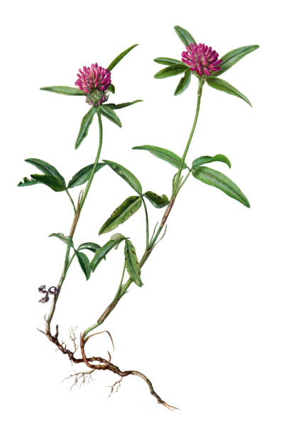 Trifolium alpestre / Trifolium alpestre / Клевер альпийский