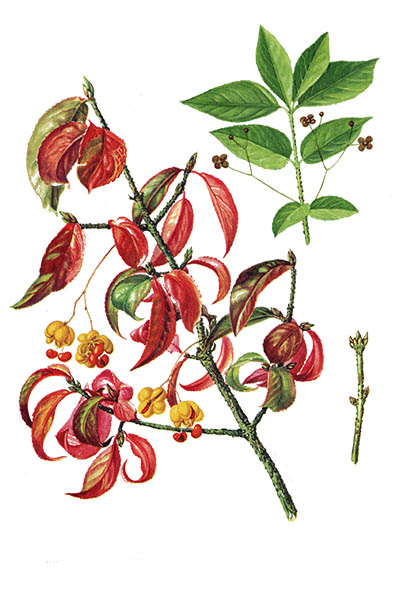 Бересклет бородавчатый / Euonymus verrucosus / Spindle tree, warty euonymus